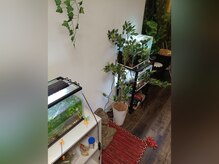 整体院 てんとてん 吉祥寺/水槽