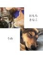 NTエステティックアイラッシュ うちのかわいい愛犬と愛猫です(^^)
