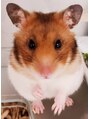 癒し～ぷ 王子店 ゴルハムのグリちゃんです♪いい香りがしてハム吸いしてますｗ