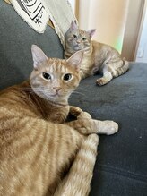 カイロプラクティック 長岡/その他