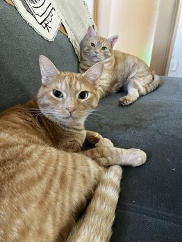 カイロプラクティック 長岡/その他