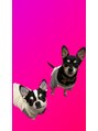 ネイルサロン マッティ(Mattie)&nbsp;愛犬はチワピンとチワワです♪たまーにお出迎えします☆(笑)