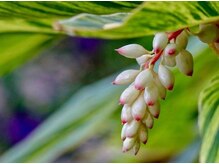 アロハ堂 池間島店/宮古島月桃オイルトリートメント