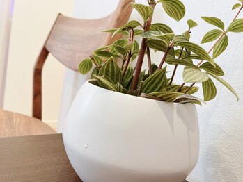 メガミノチカラ/