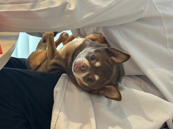 撫の樹/ずいぶん柔らかになりました