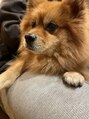 センス(sense) 我が家の愛犬◎9.8kgのポメラニアン。
