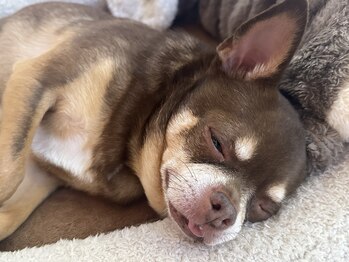 撫の樹/午前中はねむねむ……