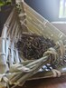 【深いデトックス/冷えに】活きた微生物の力◇発酵まこも蒸し45分