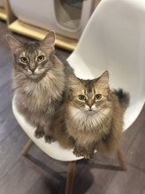 サロン ド アンティーク(Salon de Antique*)/びっちゃん、チョコちゃん