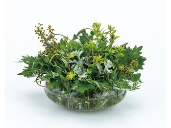 ヨサパークアステラ 神宮前店(YOSAPARK Astella)/ハーブ