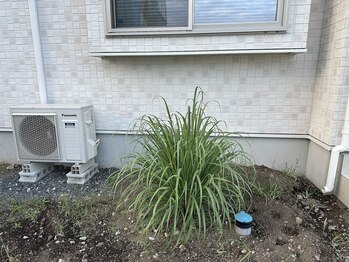 スターズウィズ カイロプラクティック オプ(StarS with)/お茶は無農薬無肥料で自家栽培♪