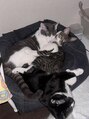 エーべル マリーテレジア 栄(Abel×MARIE TERESIA) 我が家の愛猫達です♪2時間に一回はニャンプロしてます。笑
