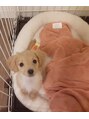 スマナ&nbsp;ワンちゃん飼ってる方、是非お話し聞かせてください!