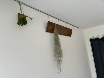 リチューン 自由が丘店(Re.tune)/観葉植物