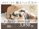 マニッシュ(Mannish)の写真