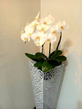 プレッシュ(Presh)/入り口の胡蝶蘭