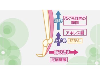 整体オガサワラ/歩く動作に深くかかわる足底腱膜