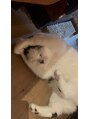 エムズアイブロウ(M’sアイブロウ)&nbsp;実家の猫溺愛してます！