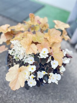 マシュマロハンド/よもぎ蒸し/冷え/むくみ改善