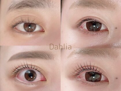 ダリア(Dahlia)の写真