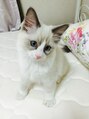 アイム 町田店(i'm)&nbsp;ラグドールという種類の猫を飼っています！