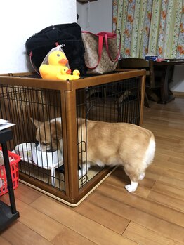 サロンドフィル(Salon de fil)/お食事中