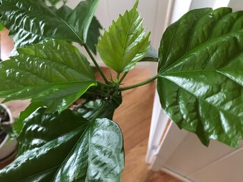 ハミングバード/水素の力