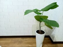 プレッシュ(Presh)/サロンの植物