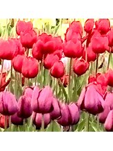 ジラソーレ(Girasole)/