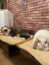 健康イン(健康IN)/ぐおお