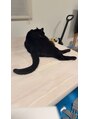 カレン アイビューティー(Karen Eyebeauty) 愛猫ココアくん穏やかな甘えん坊さんです♪