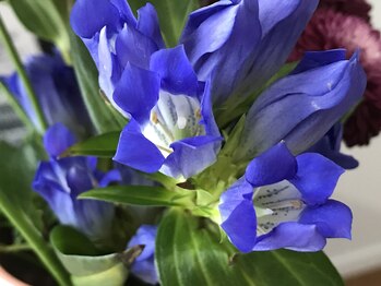 ハミングバード/