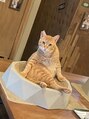 クレア(CREA) 米子の猫カフェkuroさんで面白いポーズの猫ちゃんです笑
