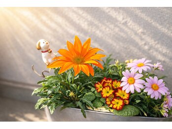 みや美/玄関前の植木たち(^ ^)