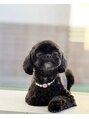 アネモネネイル(anemone nail)&nbsp;愛犬のキキです♪人が大好きで、撫でてくださると喜びます！