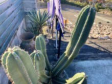 スアイロム(SuayLom)/サボテン