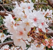 リラクゼーション整体 りめいく