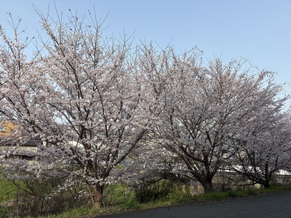 フィジカル整体 ボディーレ(Body Re)の写真