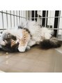 アンド ジョイ(&JOY) 我が家のねこちゃん(=^・^=)溺愛してます♪