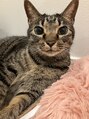 仙豆のちから × ドクターリセット 大阪淀屋橋店(Dr.Reset) 保護猫2匹飼ってます