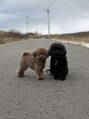 アルボ フレスポ赤道店(arvo) 愛犬のちむちゃんとべべちゃんです!