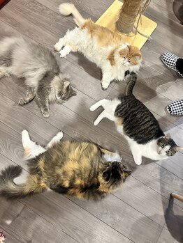 サロン ド アンティーク(Salon de Antique*)/ミント、もな、しゃけ、かぼちゃ