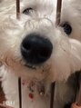 メンズサロンアール(AR)&nbsp;休日はビションフリーゼの愛犬とのんびりしています♪
