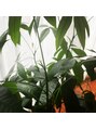 ラピス(Lapis) お家にどんどん増えていく観葉植物♪こちらはパキラちゃん!