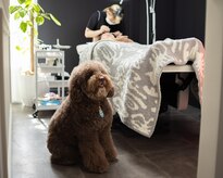 ソルテ バイ アフェリーチェ(sorte by afelice)