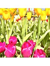 ジラソーレ(Girasole)/