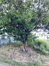 風冴(かぜさえ)/サロンの梅の木