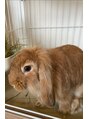 シンプル(Simple.) ロップイヤーラビットを飼っています。モフモフです！