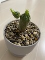 スタジオティーティー(STUDIO TT)&nbsp;家で変な形のサボテン育ててます。
