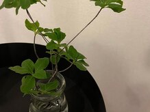 ミラー(Mirror)/緑を感じる店内でリフレッシュ